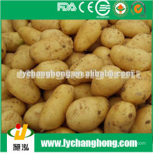 2014 Best seller high quality fresh potato 80-150g/100-200g/200g up